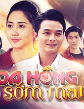 HOA HỒNG CHO SỚM MAI